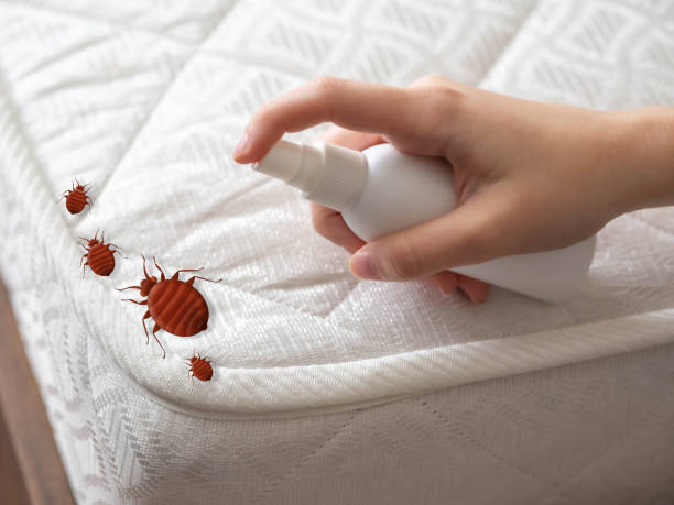 Best Bed Bug Extermination  in Rendon, TX